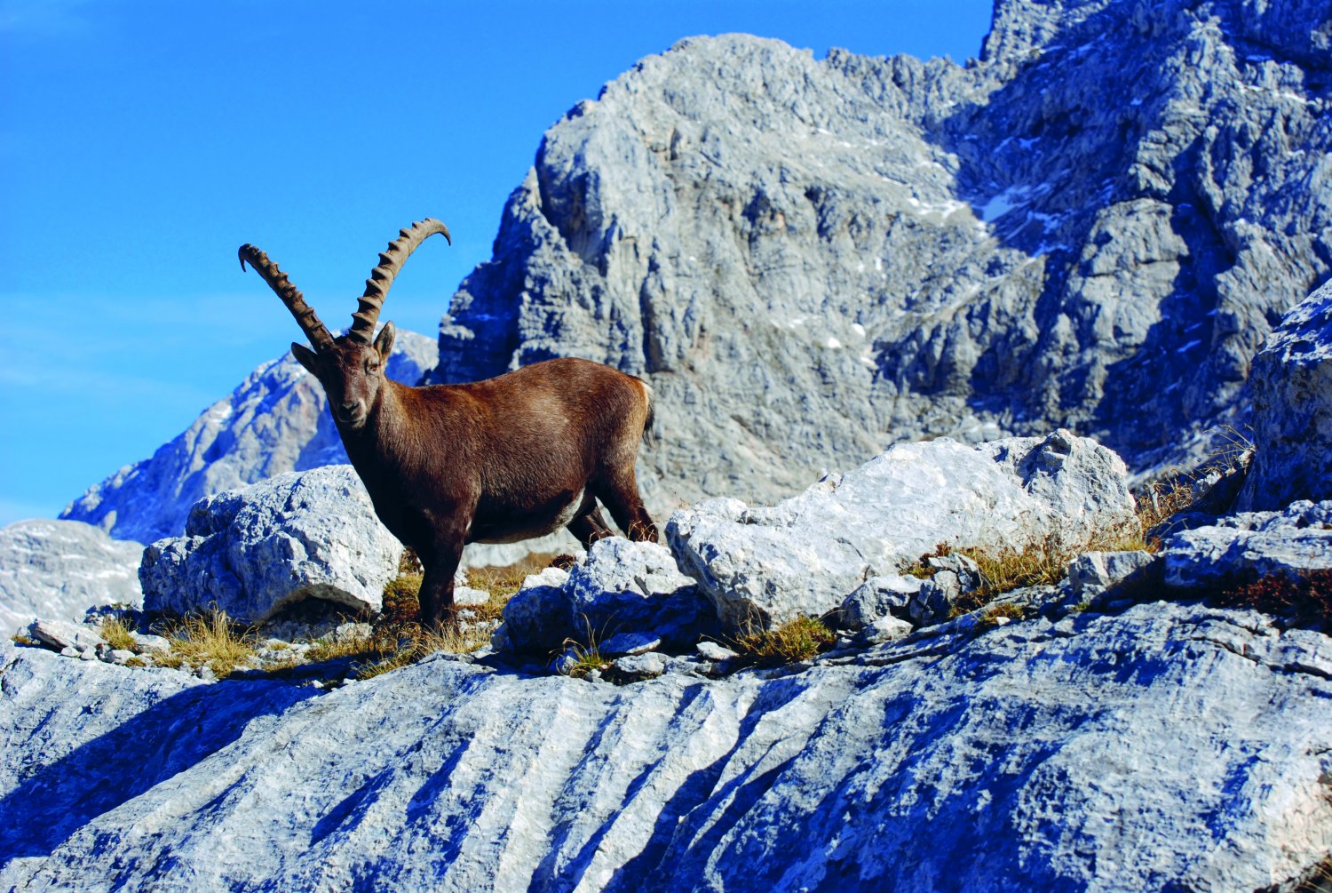 "Alpski Vecer" - 60 Jahre Alpenoberkrainer – Bild 22